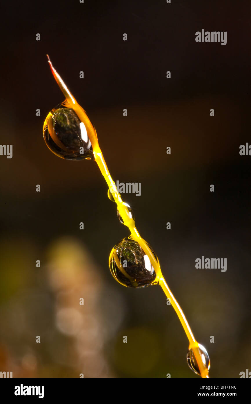 Water-drop refractions are fascinating to me. There is a world within a world if you look closely enough. Stock Photo