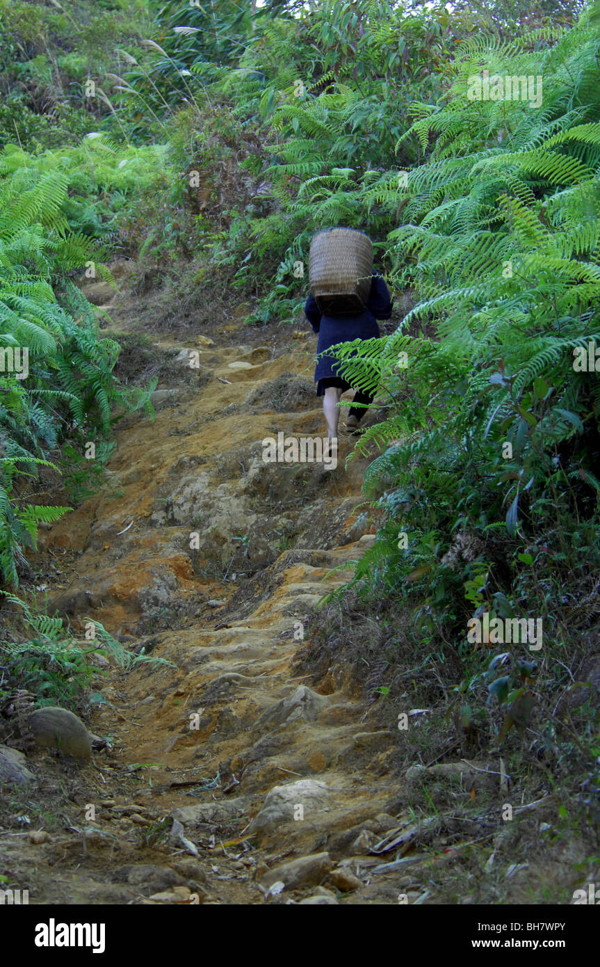 Black Hmong Hilltribes carring wood home in baskets , sin chai , Sapa, North vietnam Stock Photo