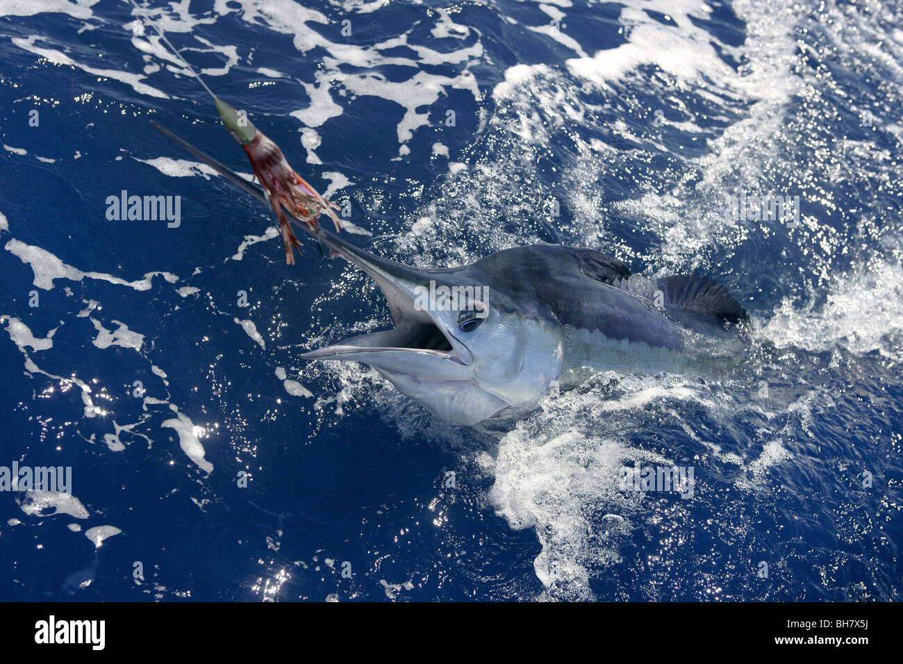 Beautiful white marlin real bill fish on atlantic water sport fishing ...