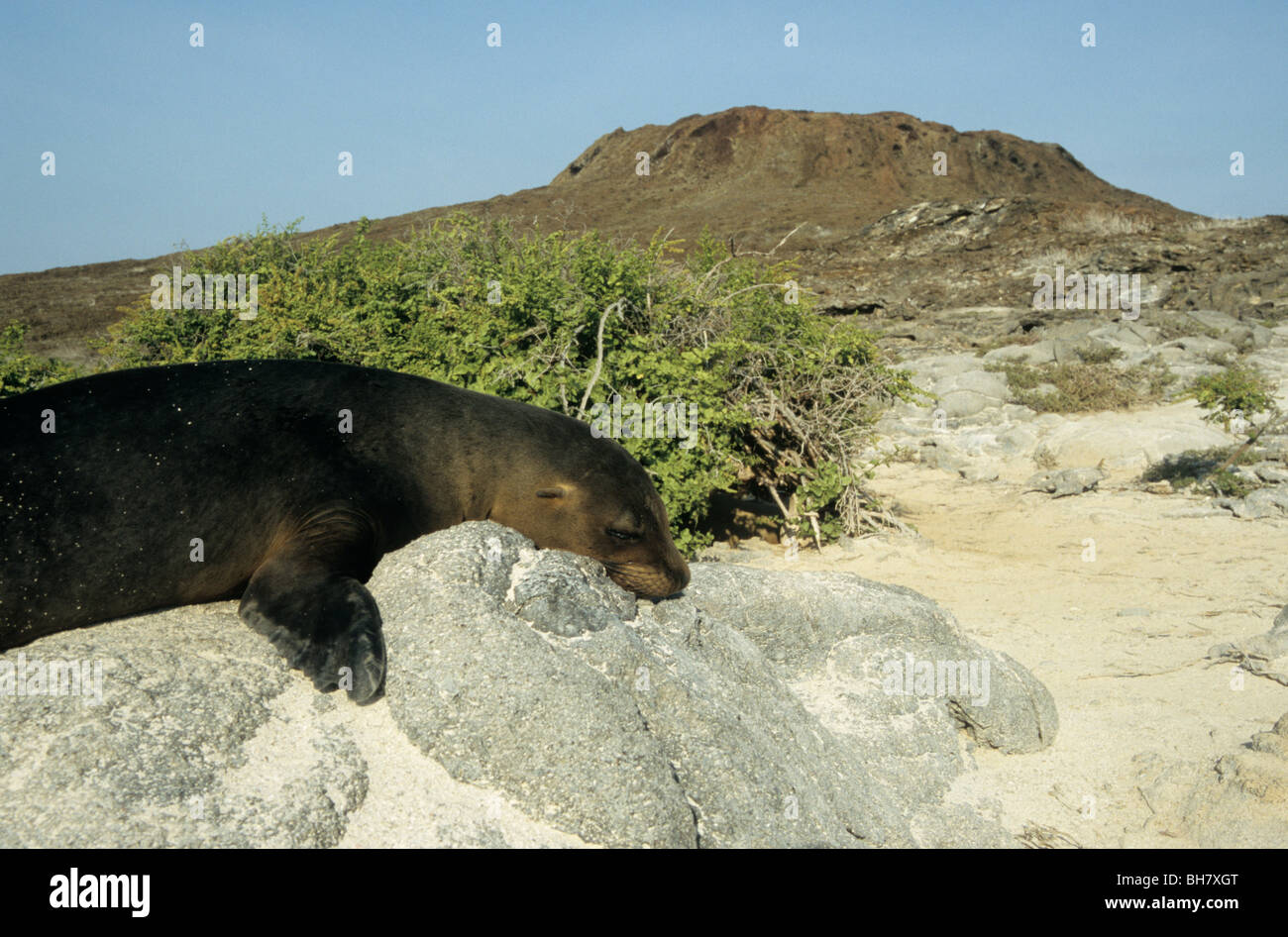Galapagos Sea Lion (Zalophus wollebaeki) sleeping on a rock, Sombrero
