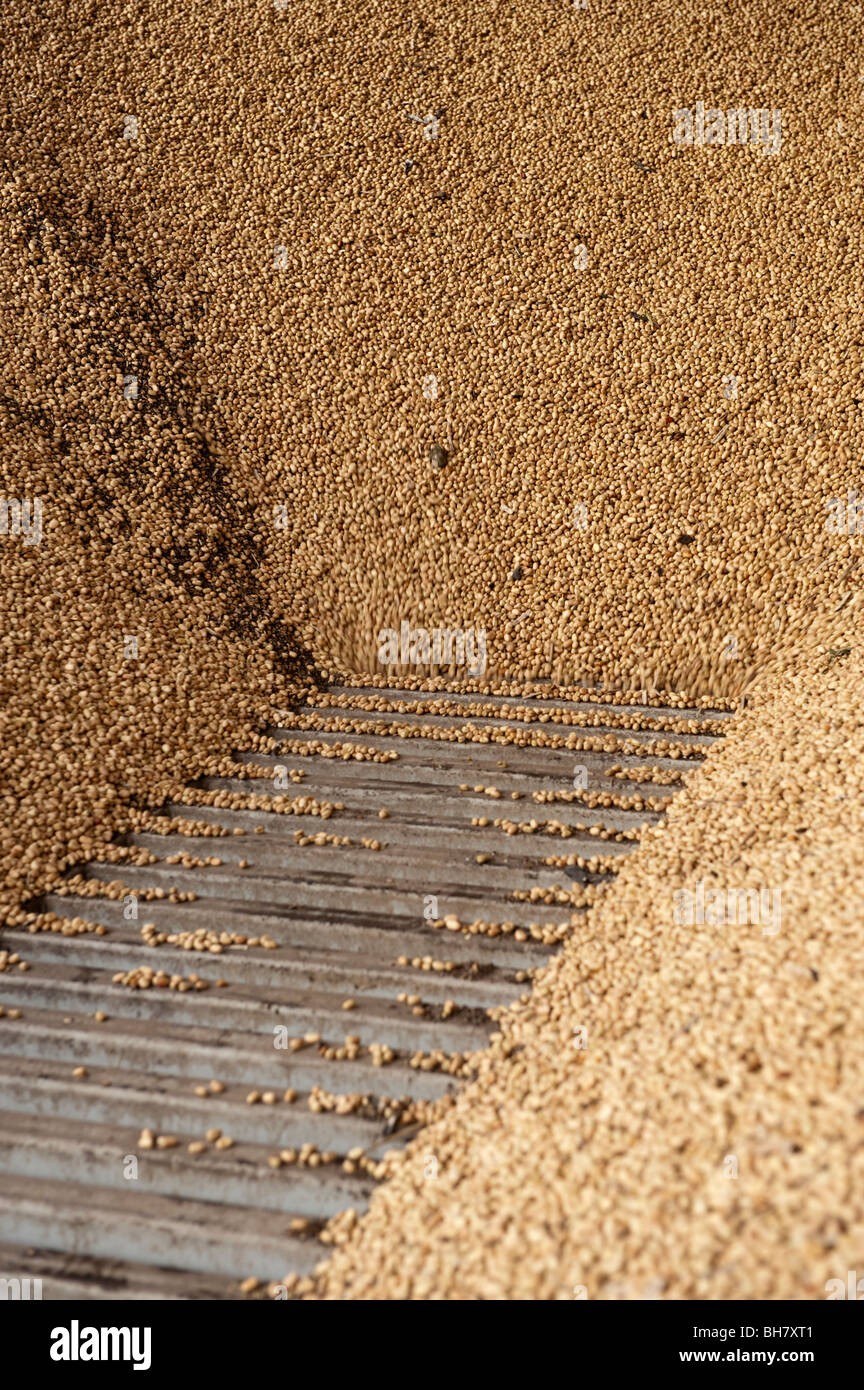 Beans draining into pit to be dried Stock Photo