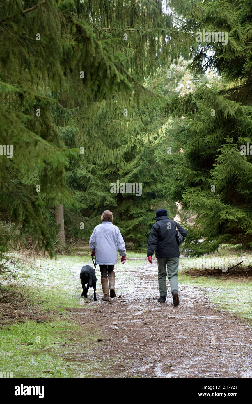 Two women taking the dog for a walk, Thetford Forest, Norfolk, UK Stock Photo