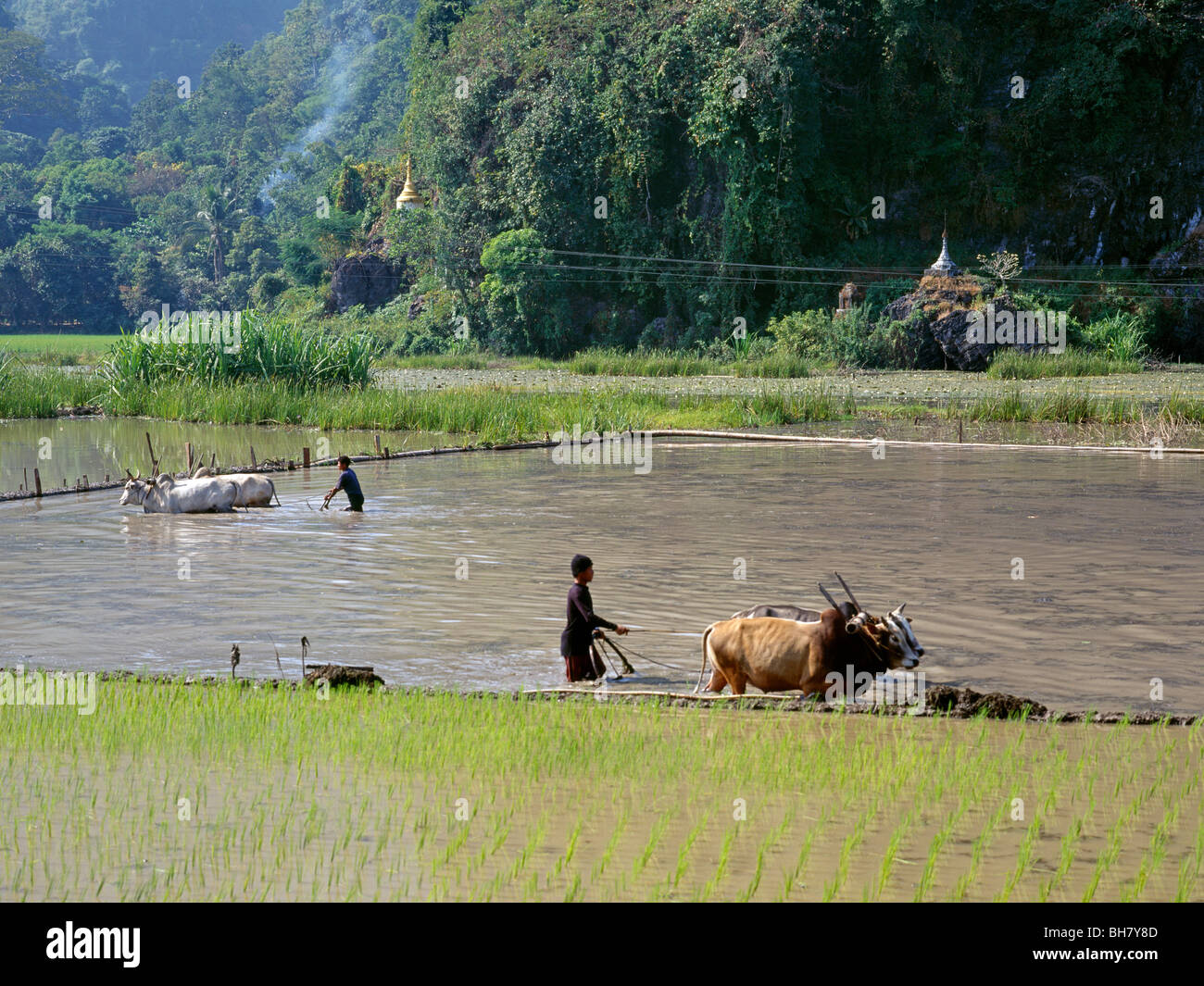 Young men plowing with oxen in the water of a rice paddy Junge Männer pflügen Naßreisfelder mit Ochsen Kayin State Myanmar Burma Stock Photo