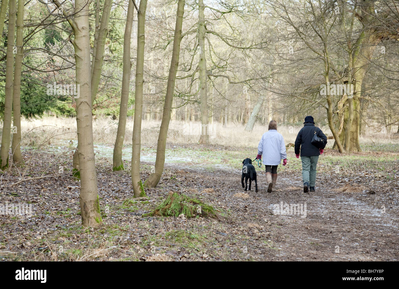 Two women taking the dog for a walk, Thetford Forest, Norfolk, UK Stock Photo