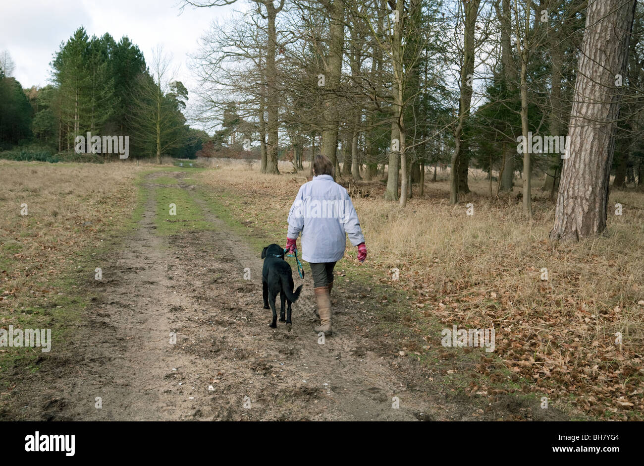 A woman walking her dog in the woods, Thetford Forest, Norfolk, UK Stock Photo