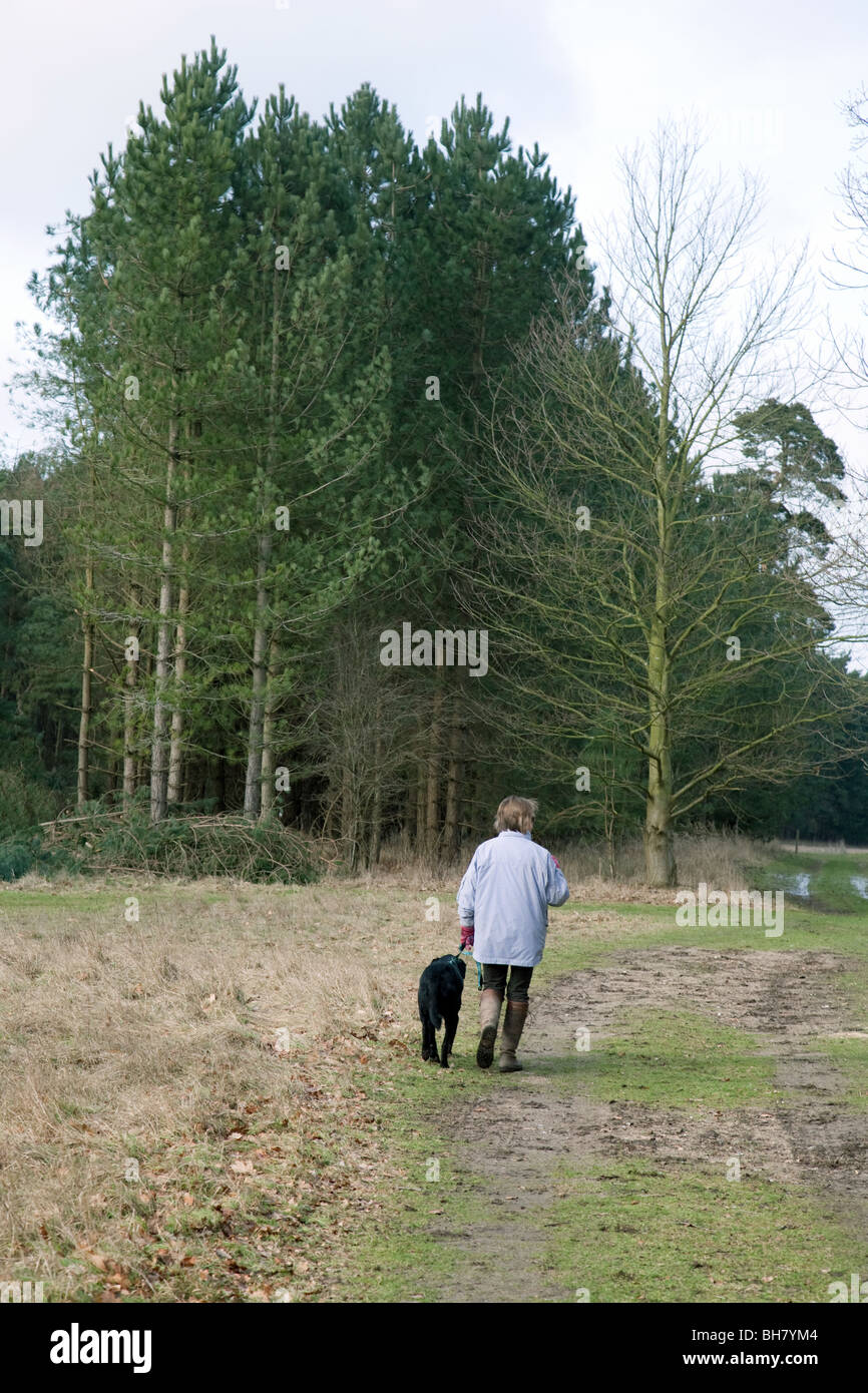 A woman walking her dog in the woods, Thetford Forest, Norfolk, UK Stock Photo