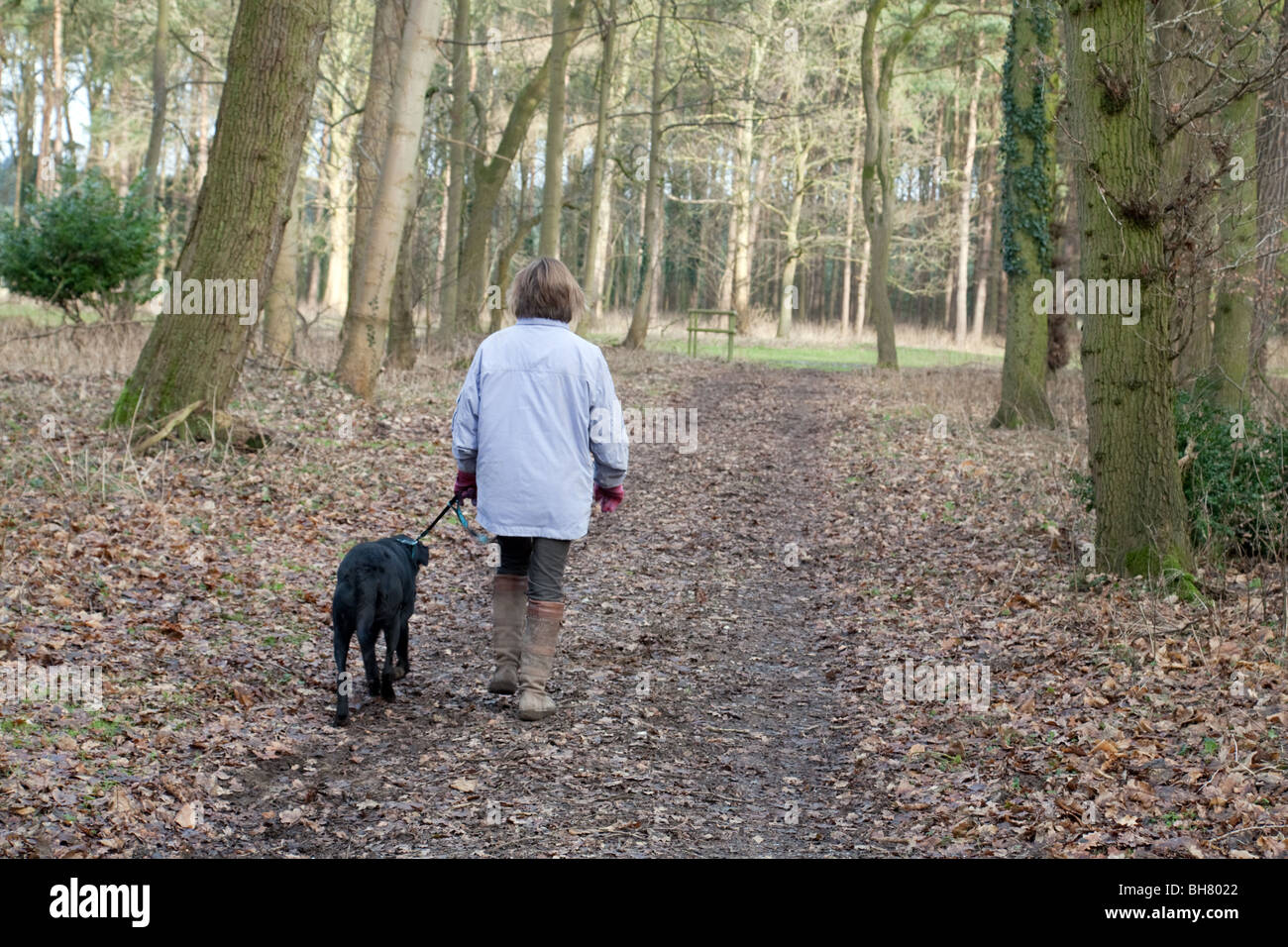 A woman walking her dog in the woods, Thetford Forest, Norfolk, UK Stock Photo