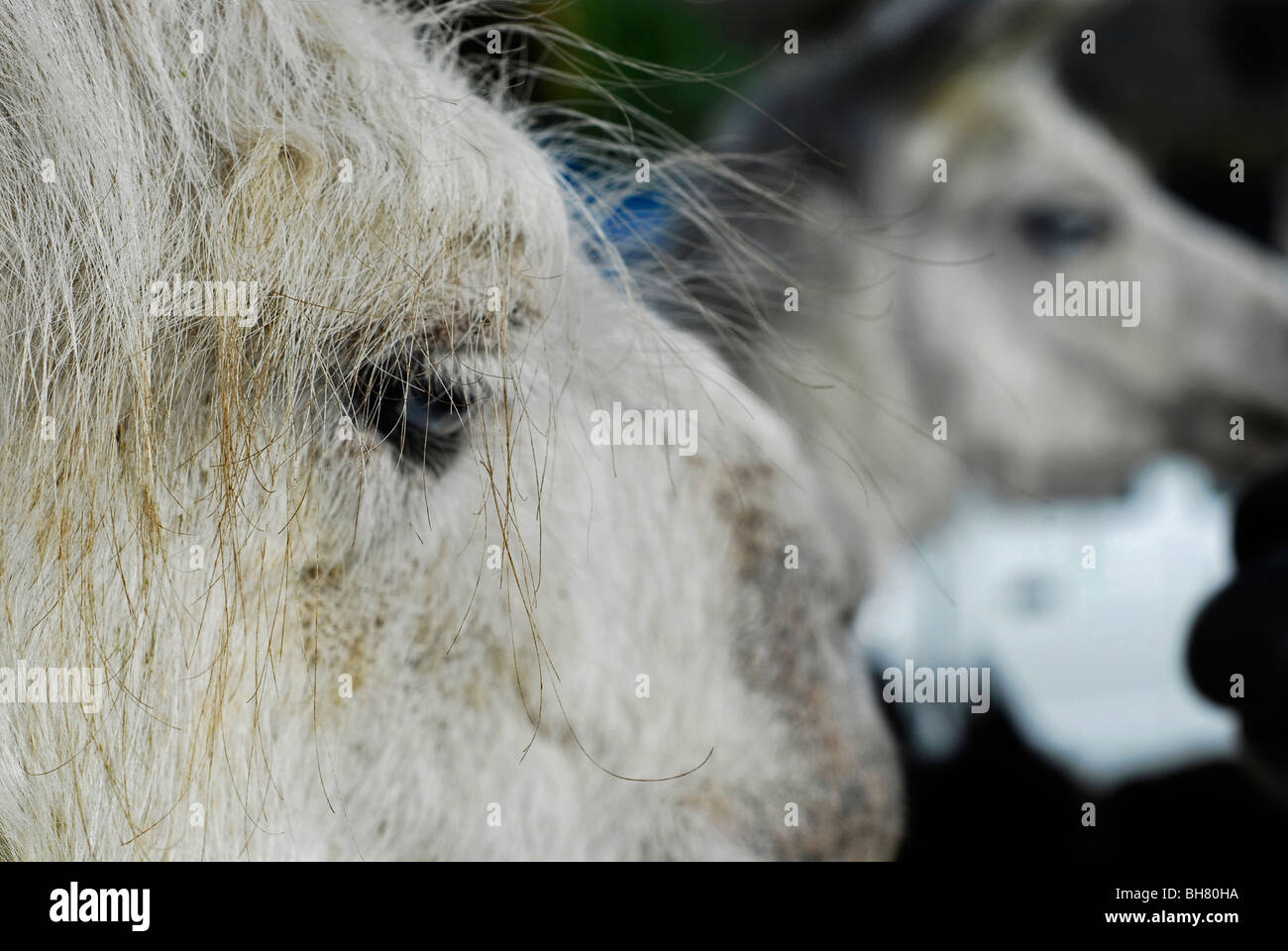 Ecuador, Saquisili, close-up of white lamas with their clear blue eyes at the livestock market Stock Photo