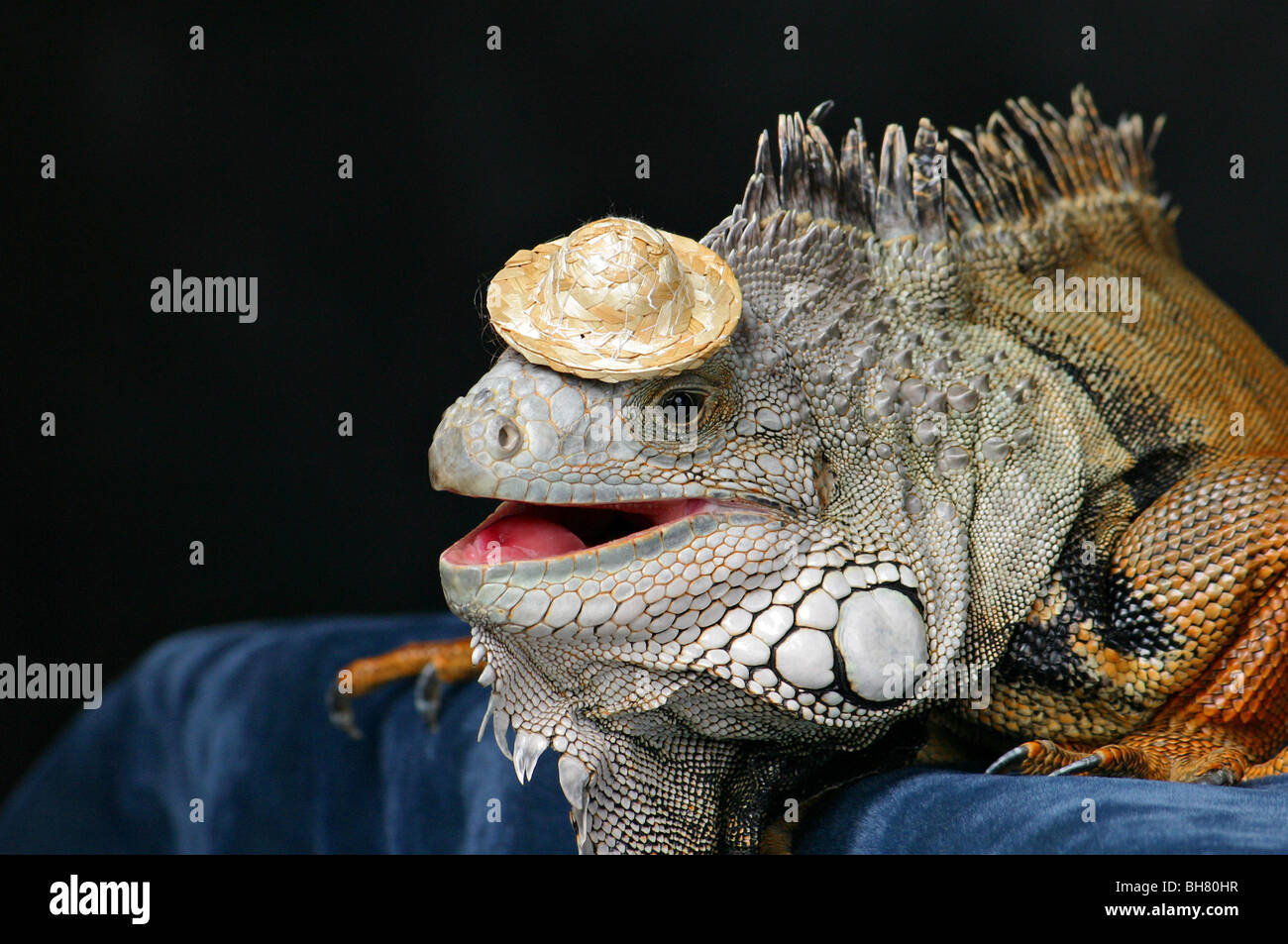 Funny lizard hi-res stock photography and images - Alamy Funny lizard hi-res stock photography and images - Alamy