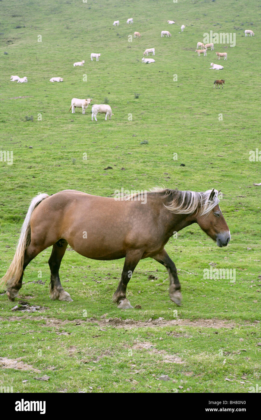 Green meadow view hi-res stock photography and images - Alamy