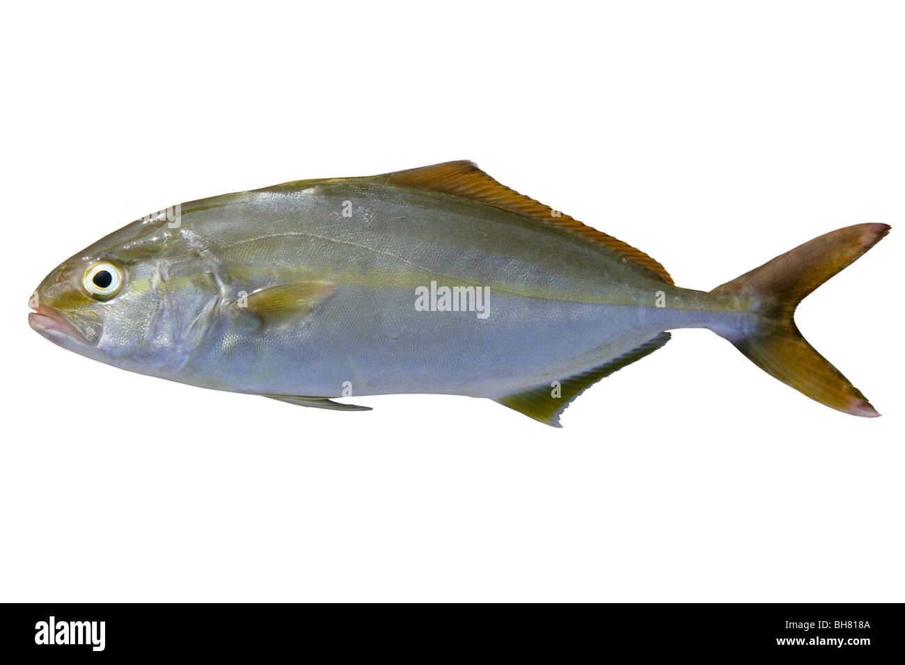 Seriola dumerili fish greater amberjack fish isolated on white Stock Photo