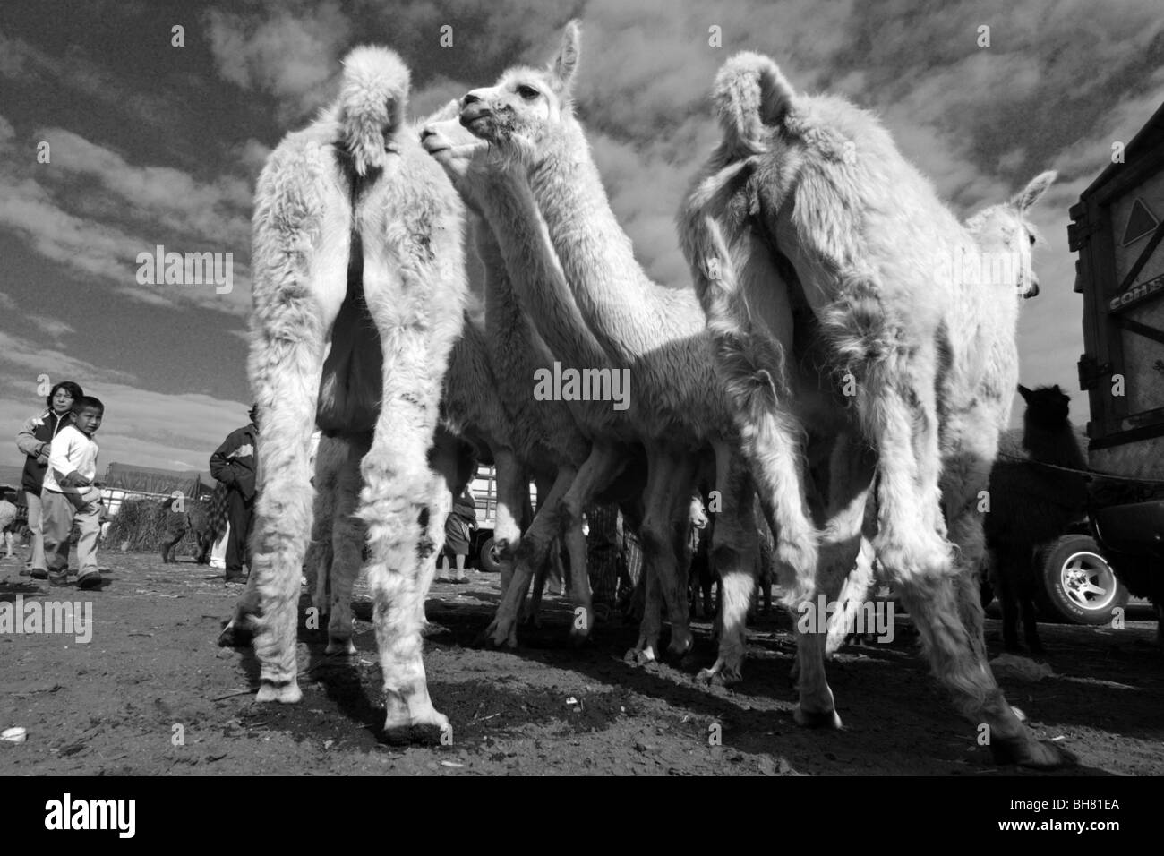 White llamas Black and White Stock Photos & Images Alamy
