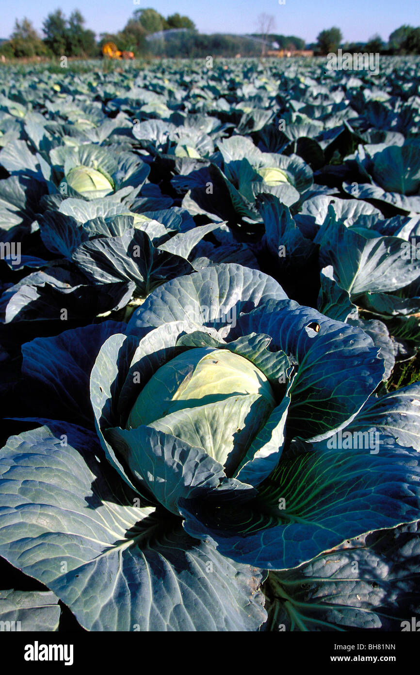 CABBAGE FARMING IN BRITTANY, FINISTERE (29), FRANCE Stock Photo Alamy