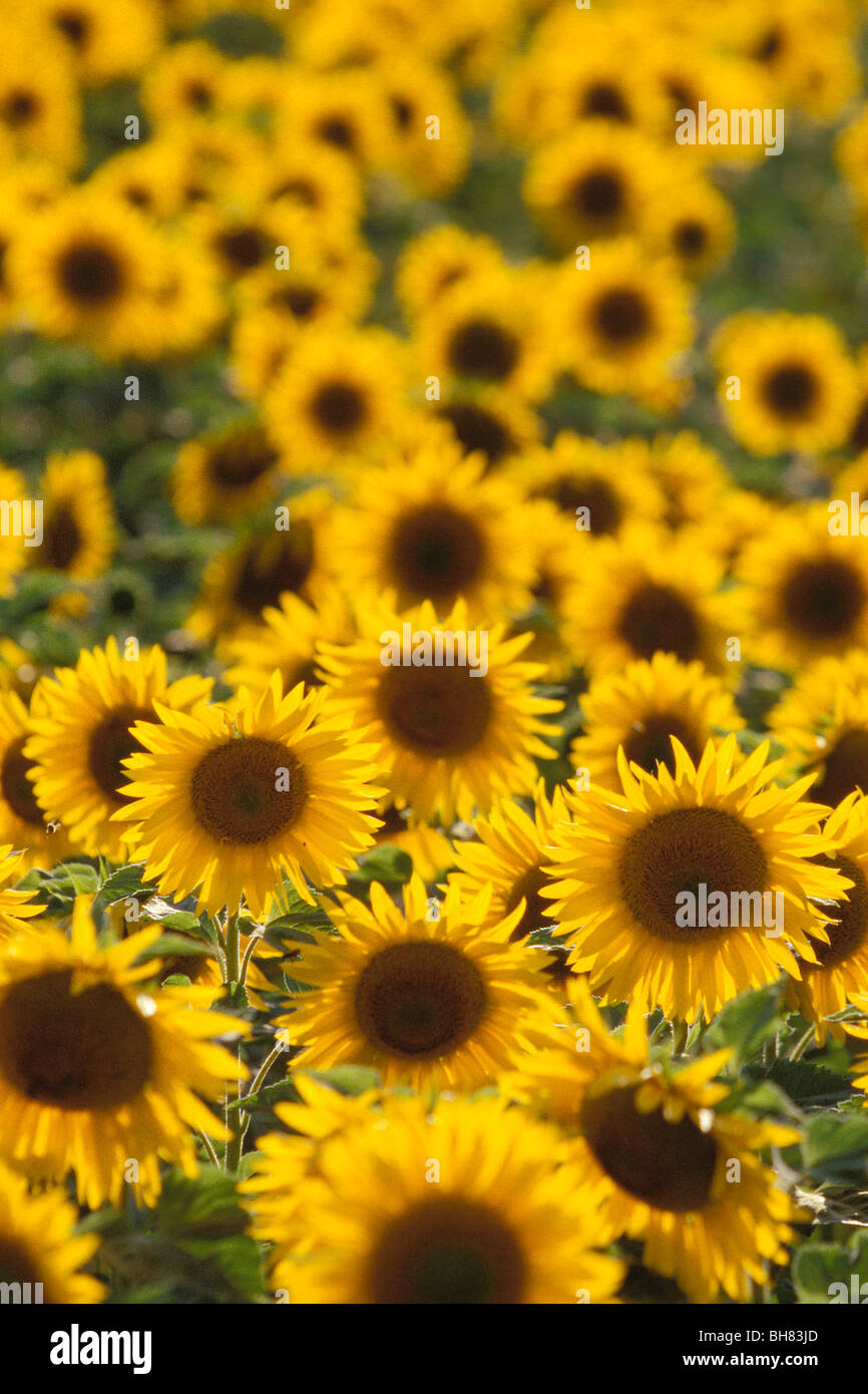 Sunflower height hires stock photography and images Alamy