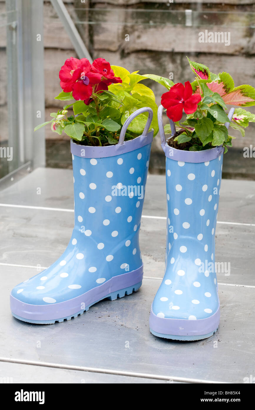 childrens planted wellington boots blue white spots garden plant Stock ...