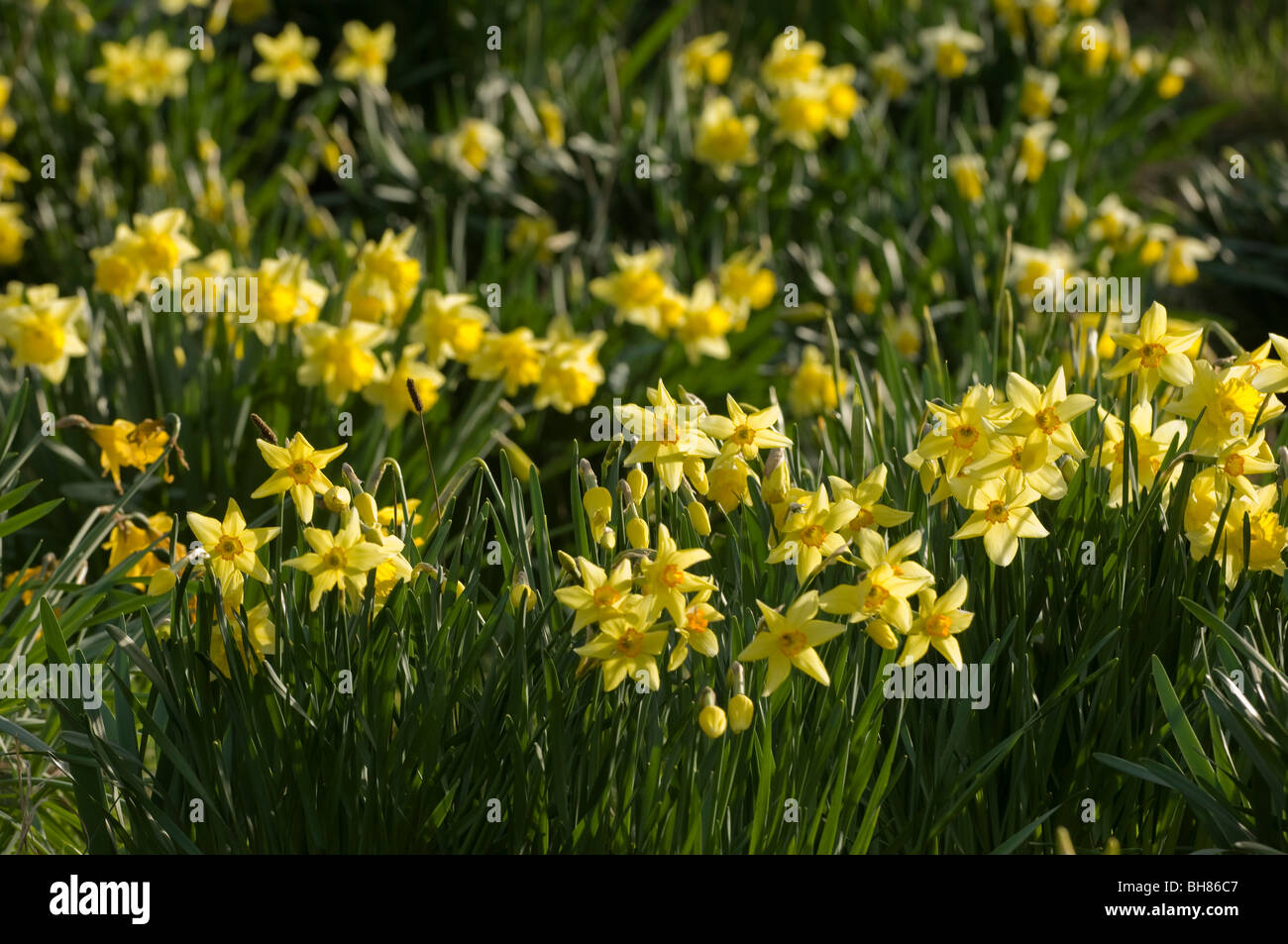 Field of Daffodils Stock Photo