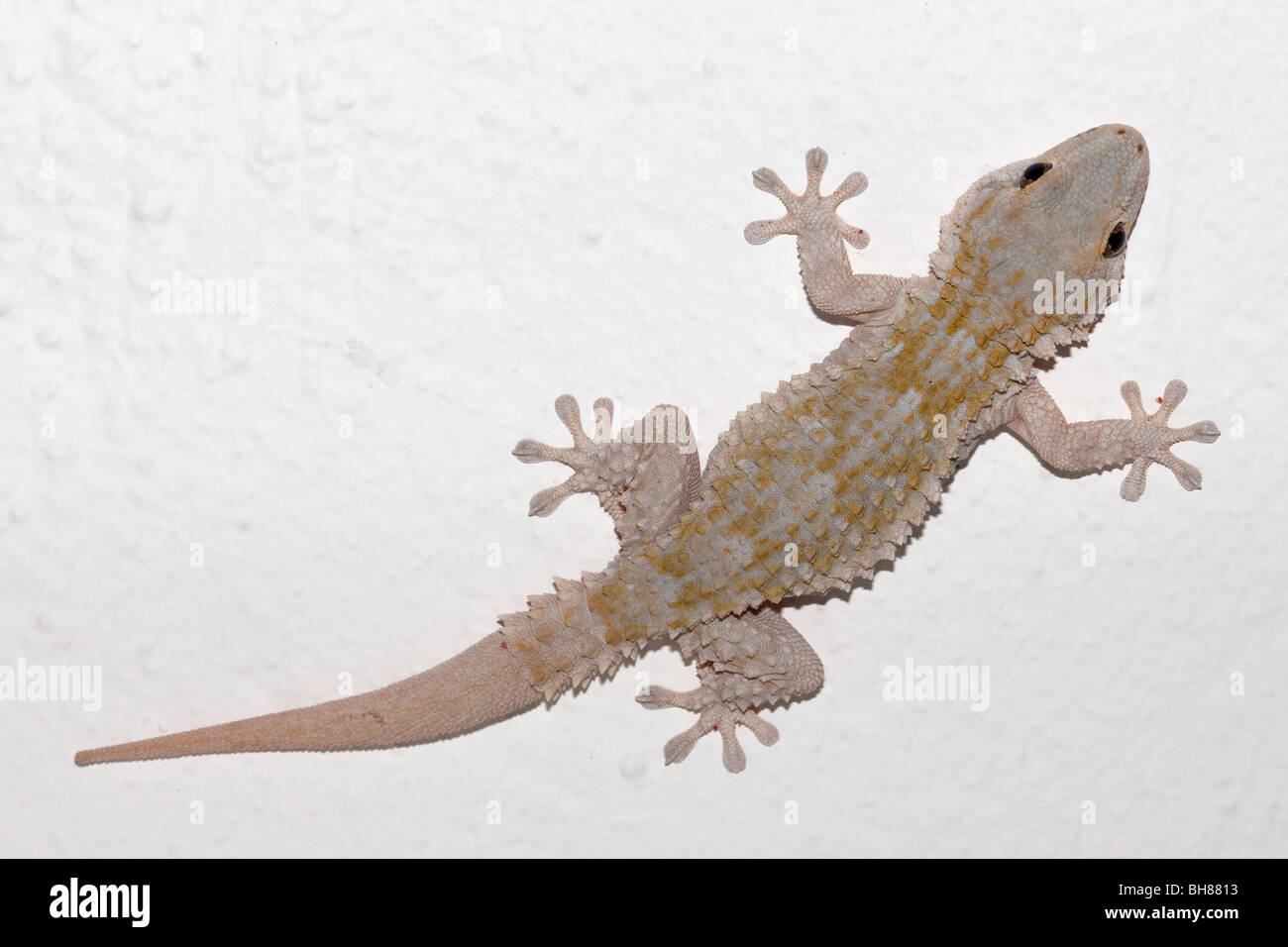 Moorish wall gecko hi-res stock photography and images - Alamy