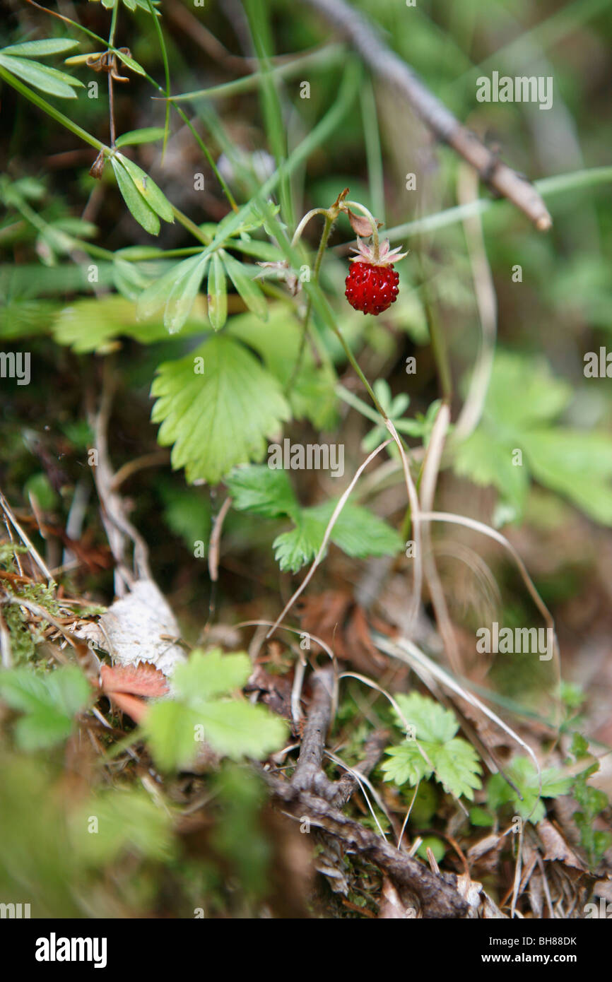 A wild strawberry plant Stock Photo - Alamy