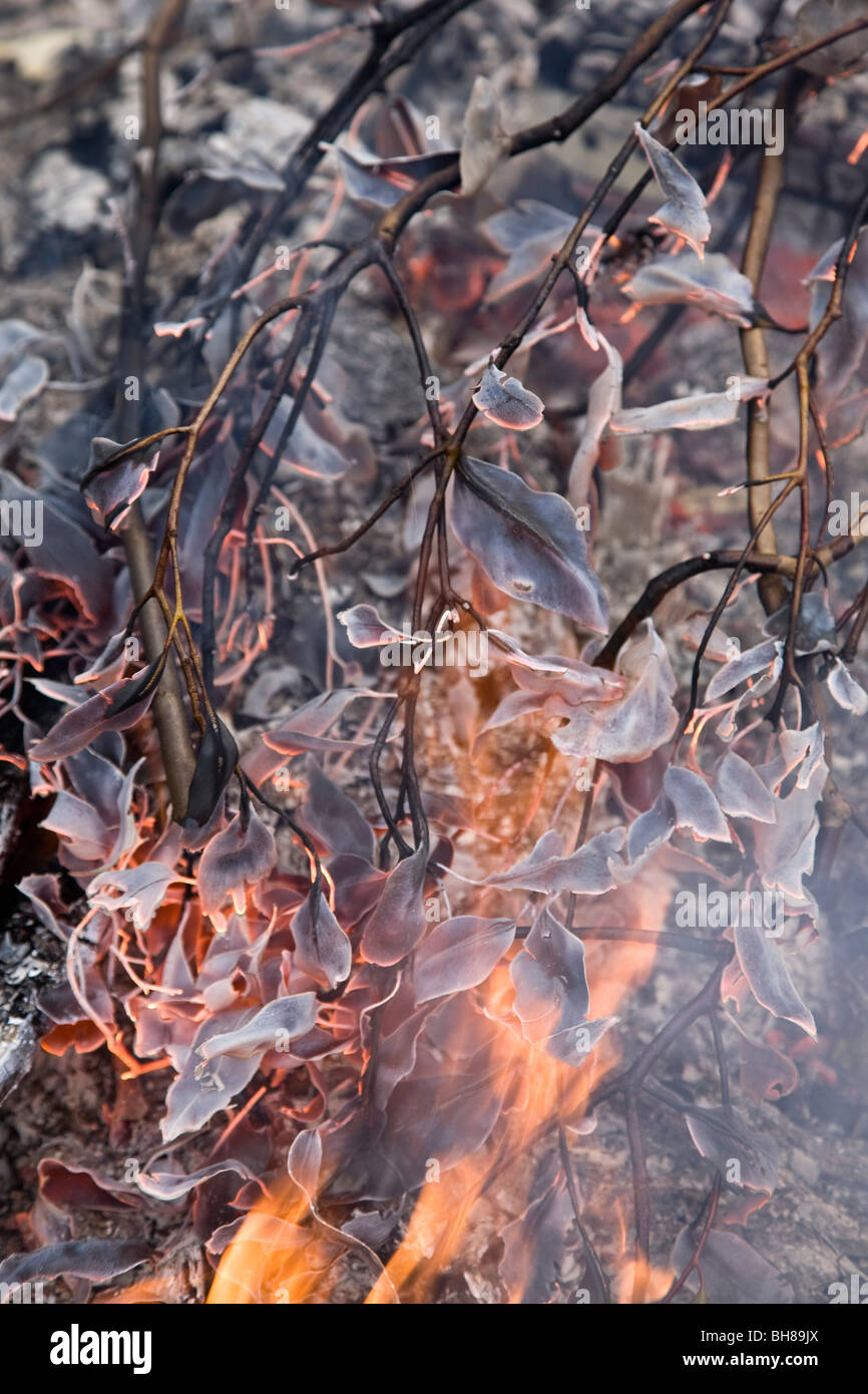 Detail of a forest fire Stock Photo