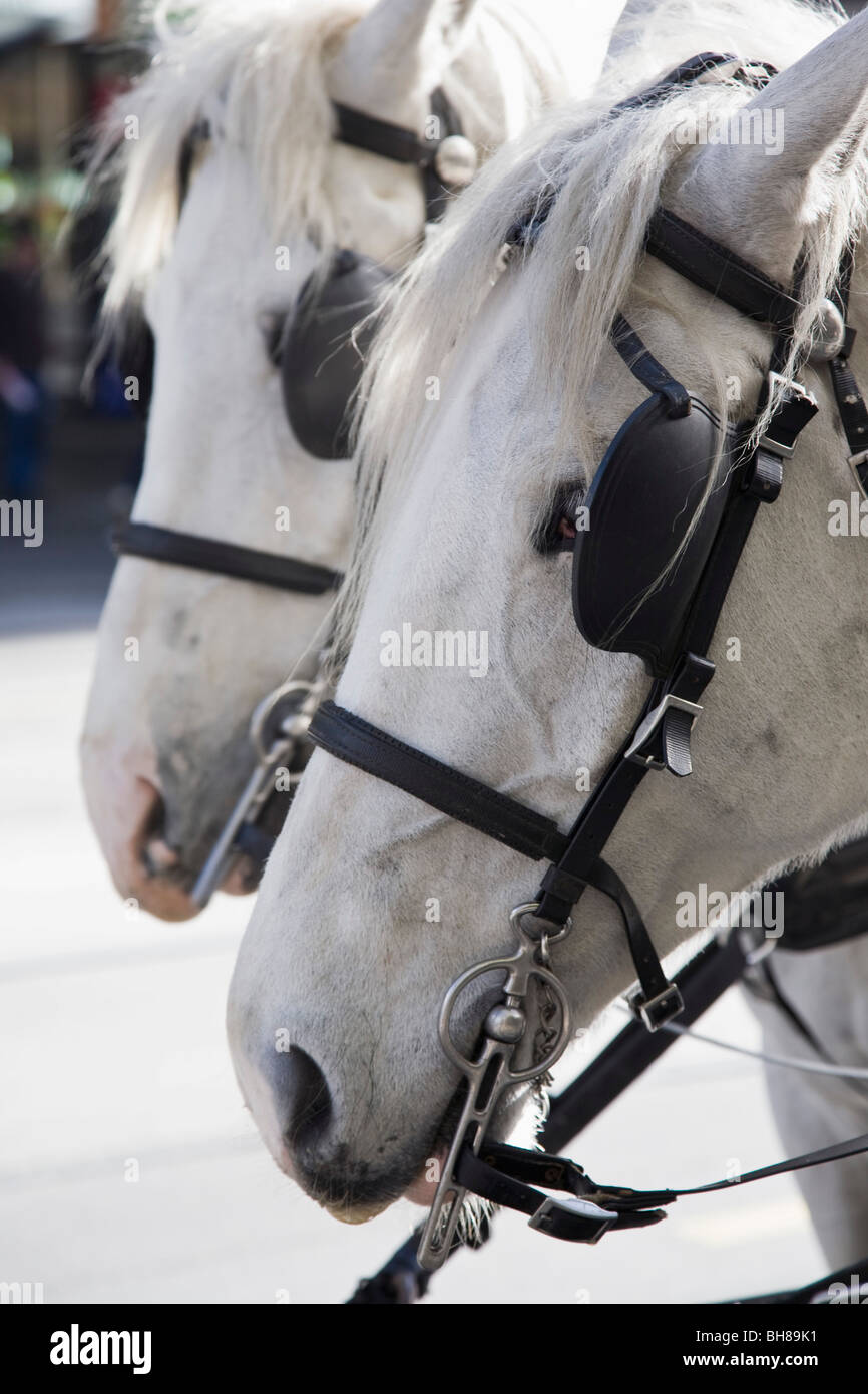 White horses hi-res stock photography and images - Alamy