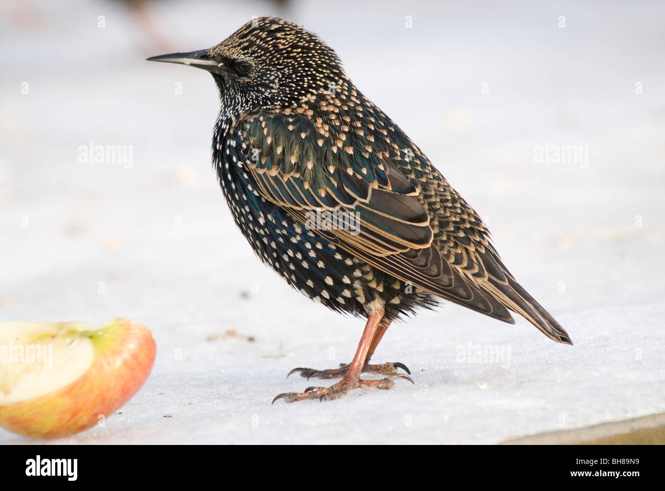 Starling with apple in snow Stock Photo