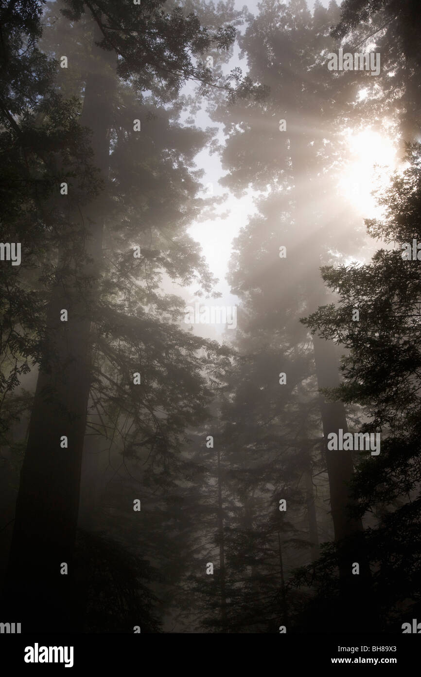 Sunlight streaming through trees in a misty forest Stock Photo - Alamy