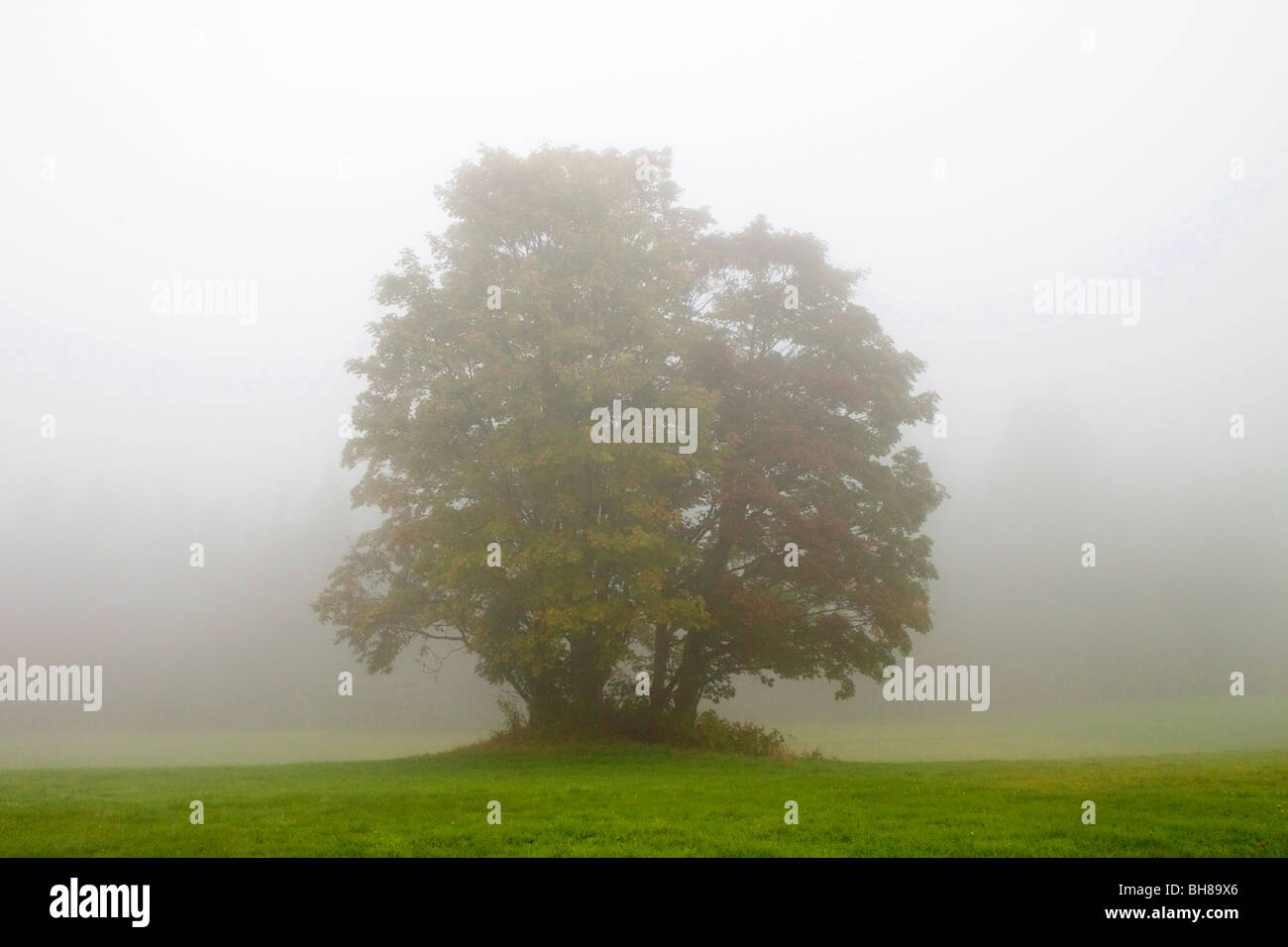Foggy morning, lonely tree Stock Photo - Alamy