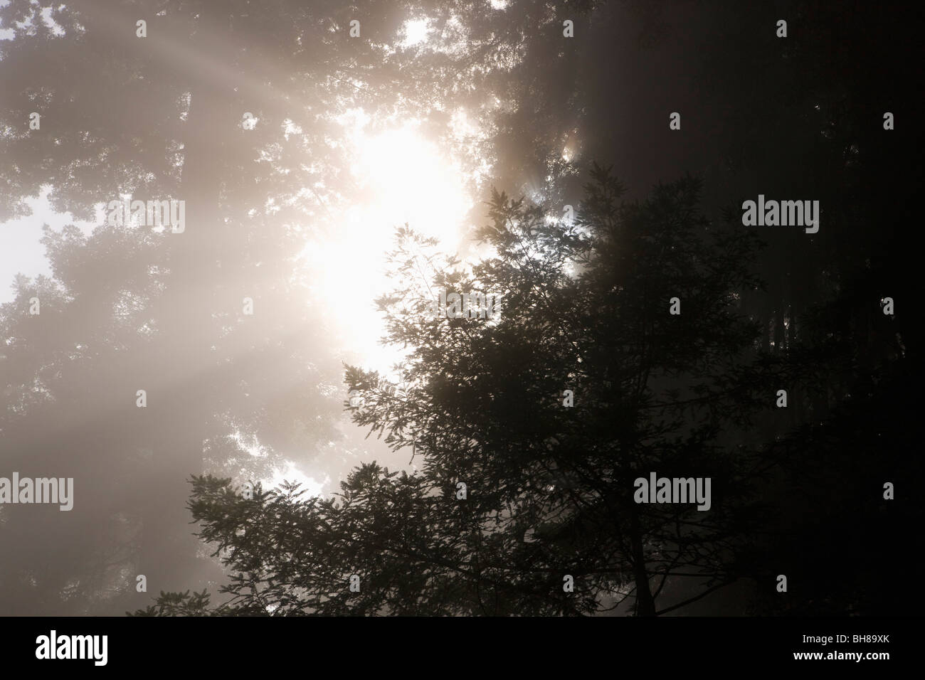 Misty sunlight hi-res stock photography and images - Alamy