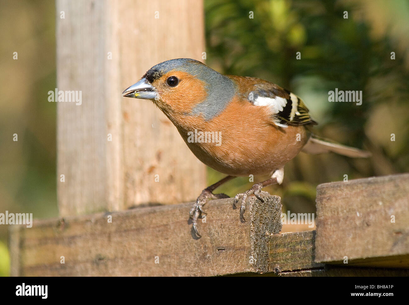 Male chaffinch on bird table Stock Photo