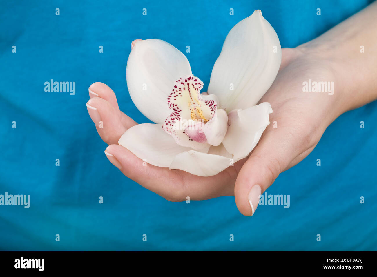 A woman holding an orchid, close-up of hand Stock Photo