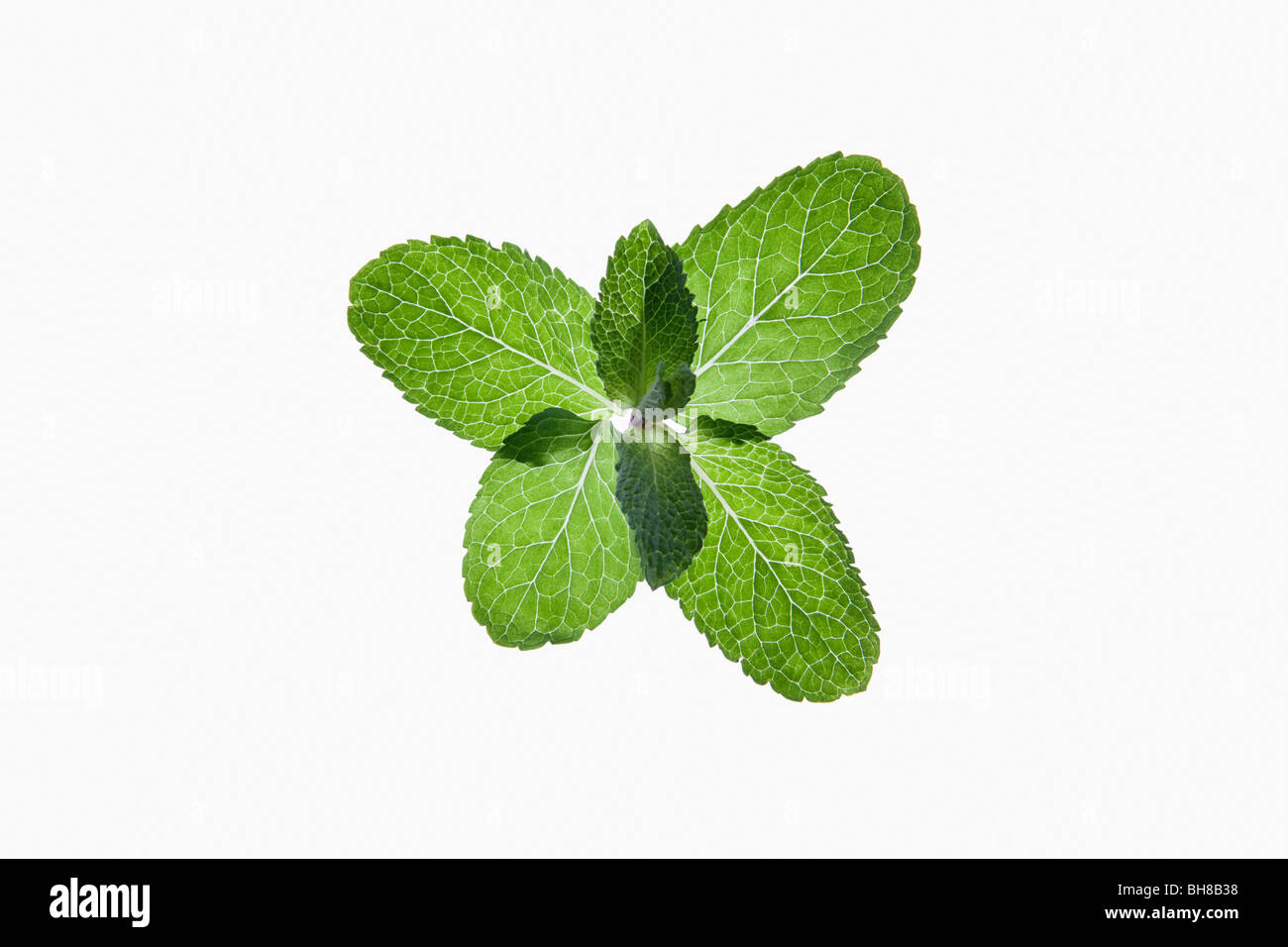 A bunch of organic mint leaves on a lightbox Stock Photo