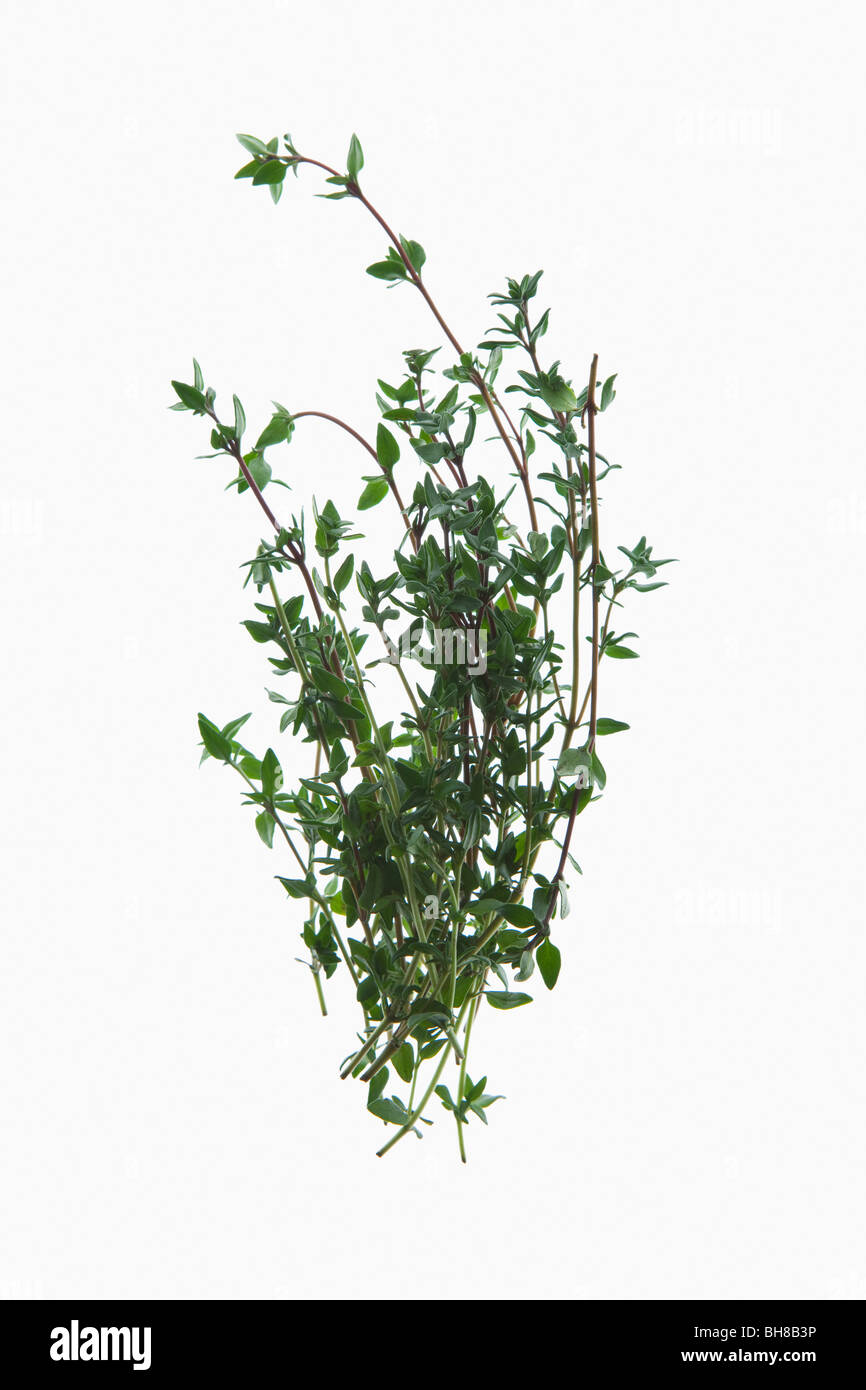 A sprig of organic thyme on a lightbox Stock Photo