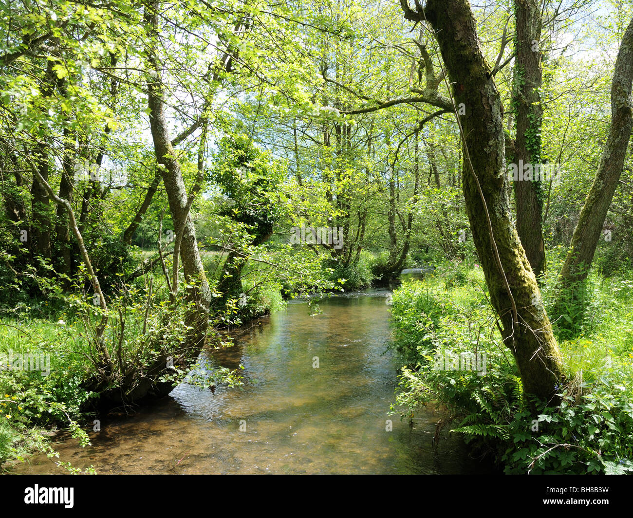 Stream at Kingcombe meadows Stock Photo