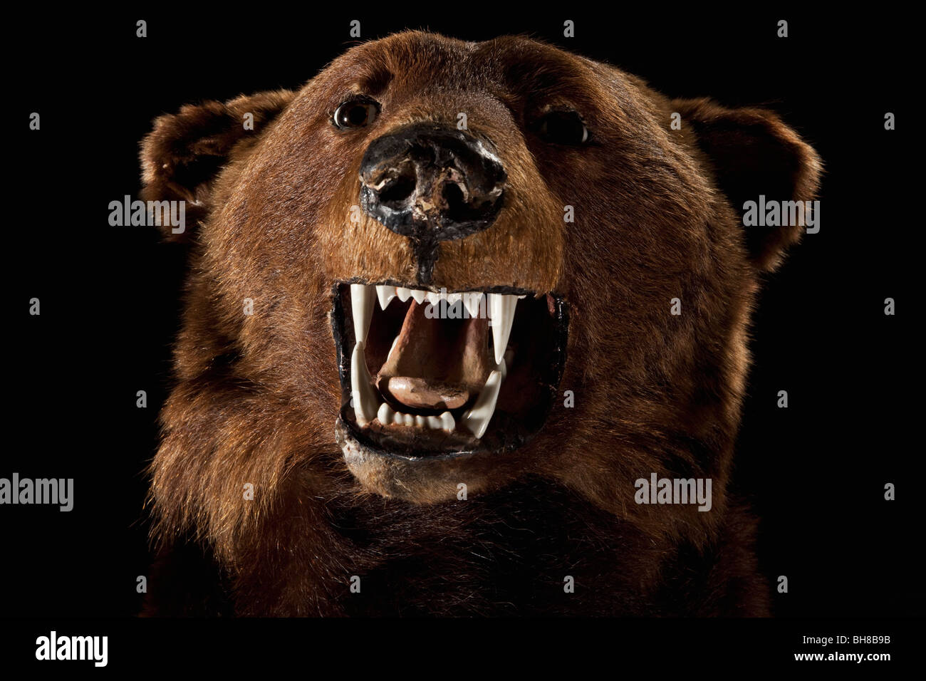A stuffed bear head Stock Photo