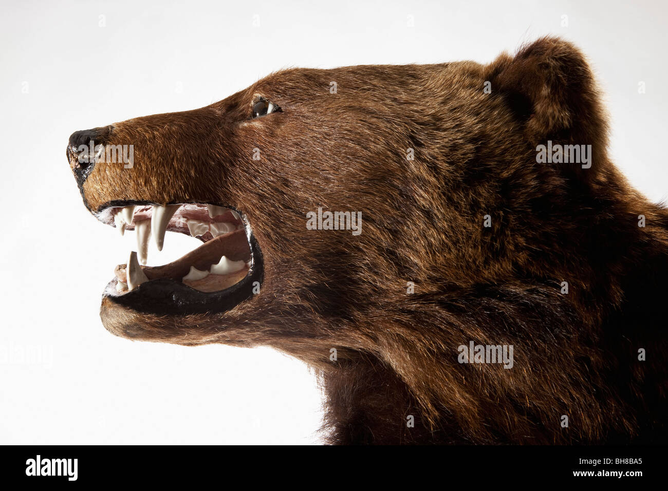 Side view of a stuffed bear head Stock Photo