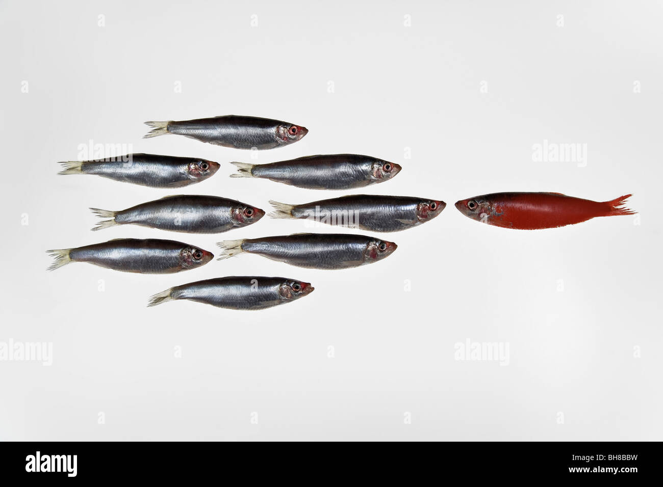Group of sardines facing a single sardine painted red Stock Photo Alamy