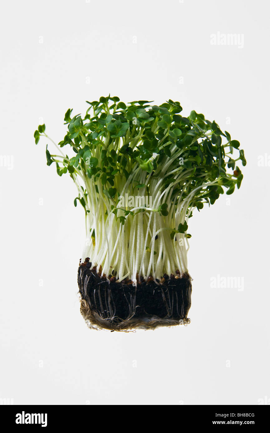 Garden Cress Stock Photos and Pictures - 15,479 Images