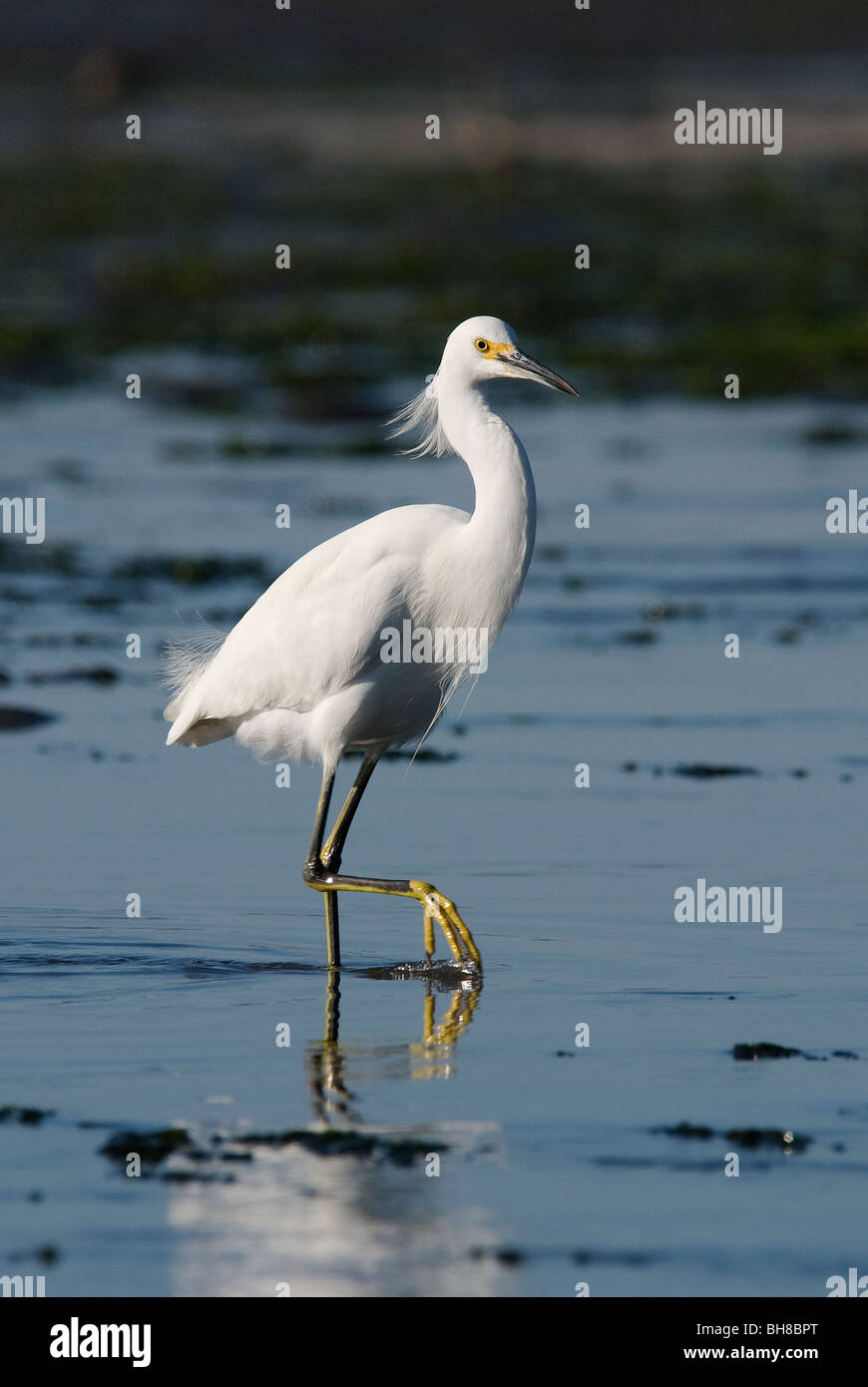 Snowy Egret Egretta thula Morro Bay California USA Stock Photo