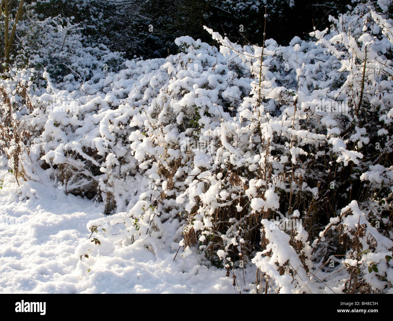 snowy woodland scene winter in leicestershire Stock Photo