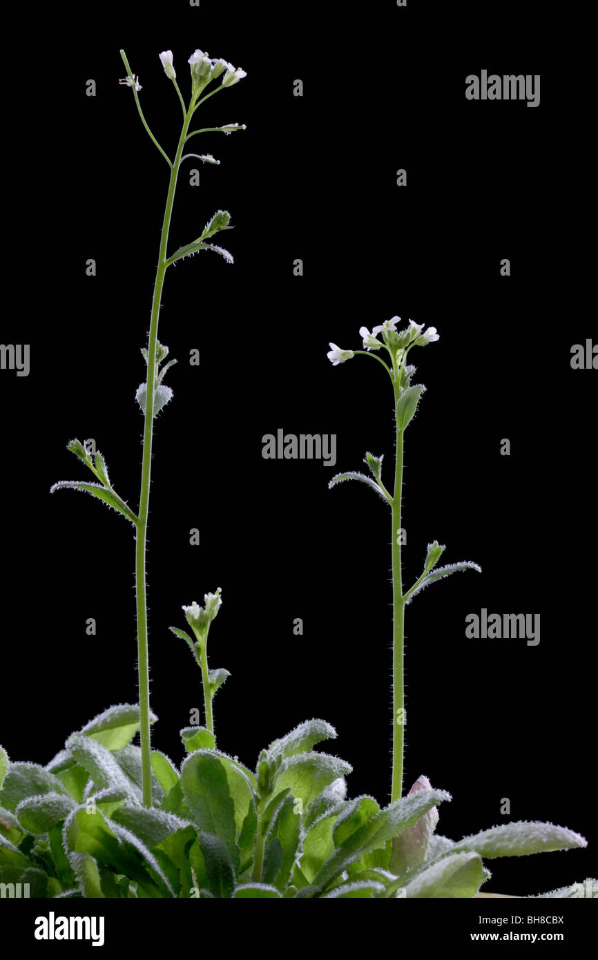 Wild-type Arabidopsis thaliana, also known as thale cress, shale cress, or mouse-ear cress. Stock Photo