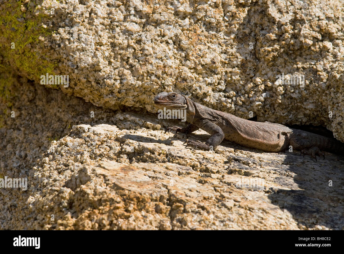 Common Chuckwalla Sauromalus ater Joshua Tree National Park California USA Stock Photo