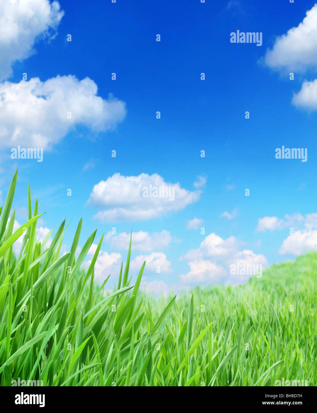 green grass against the sky Stock Photo