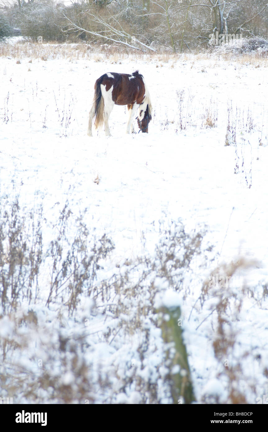 winter scene with pony Stock Photo