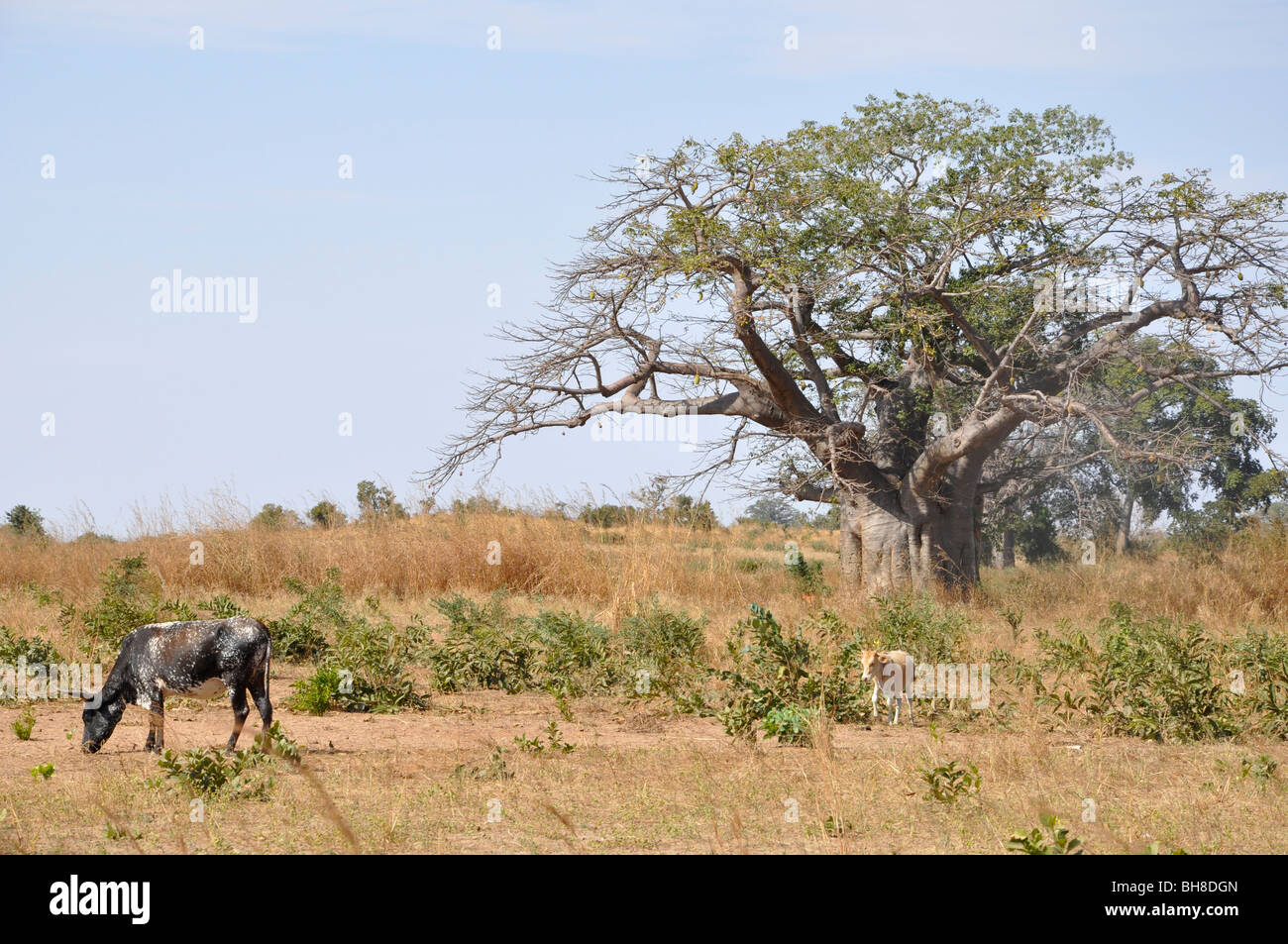 Cows grazing freely during the dry season in the Gambia Stock Photo Alamy