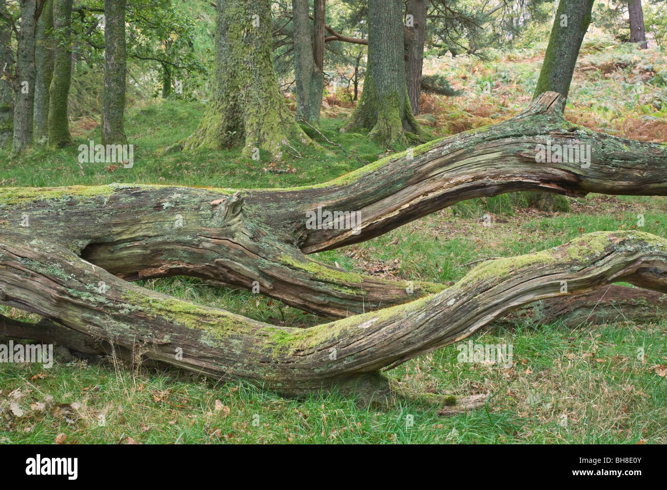Fallen Tree Log