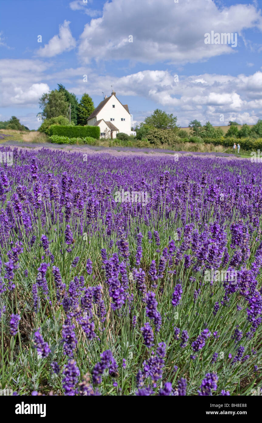 england gloucestershire the cotswolds snowshill lavender farm lavender fields Stock Photo