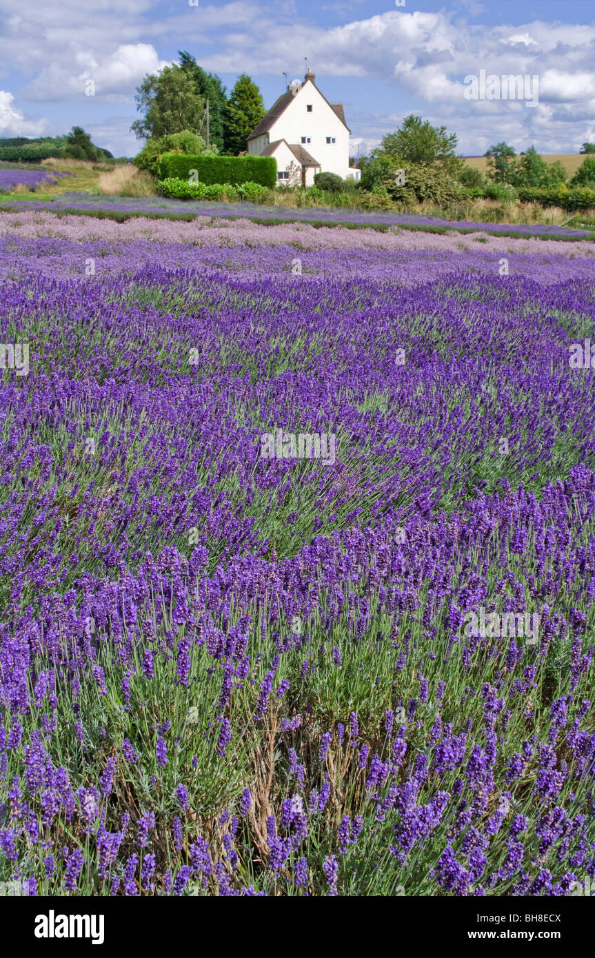 england gloucestershire the cotswolds snowshill lavender farm lavender fields Stock Photo