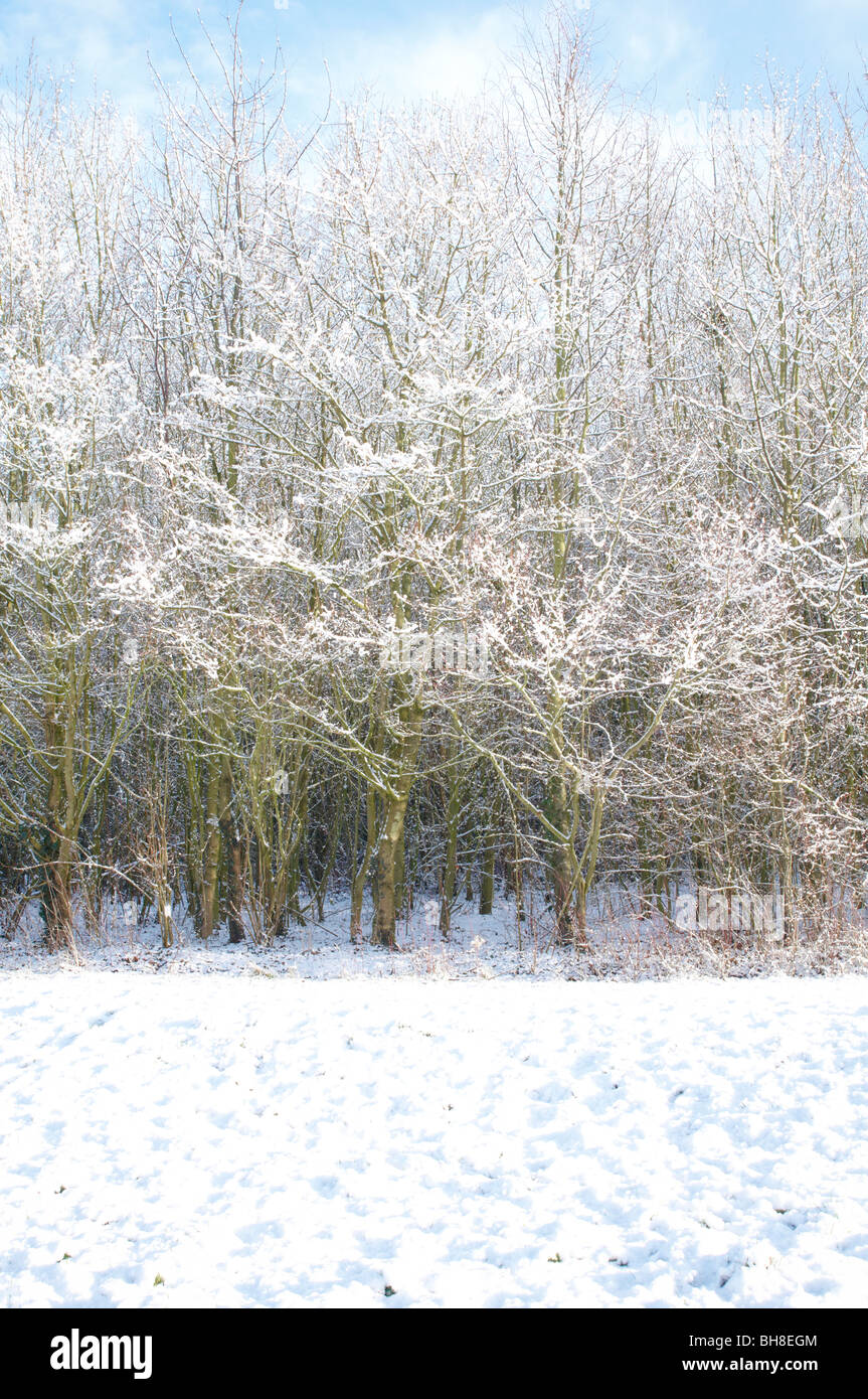 snowy woodland scene winter in leicestershire Stock Photo