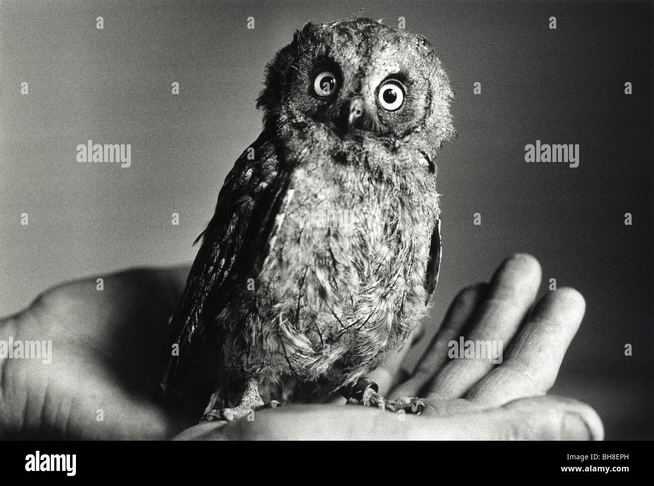 A baby European Scops Owl nestles in a hand Stock Photo