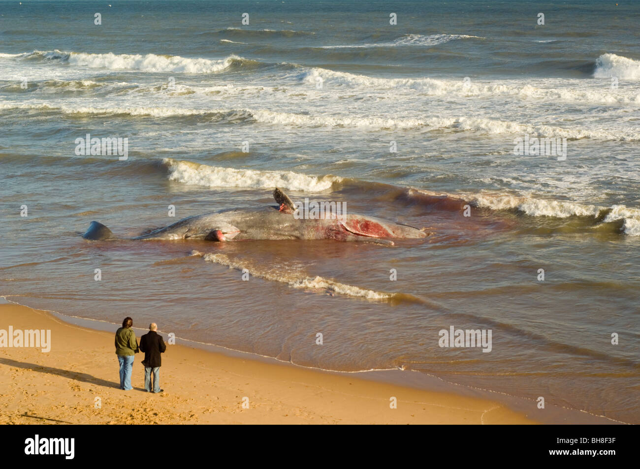People looking at a dead Sperm Whale (Physeter macrocephalus) washed up on Balmedie Beach near Aberdeen. Stock Photo